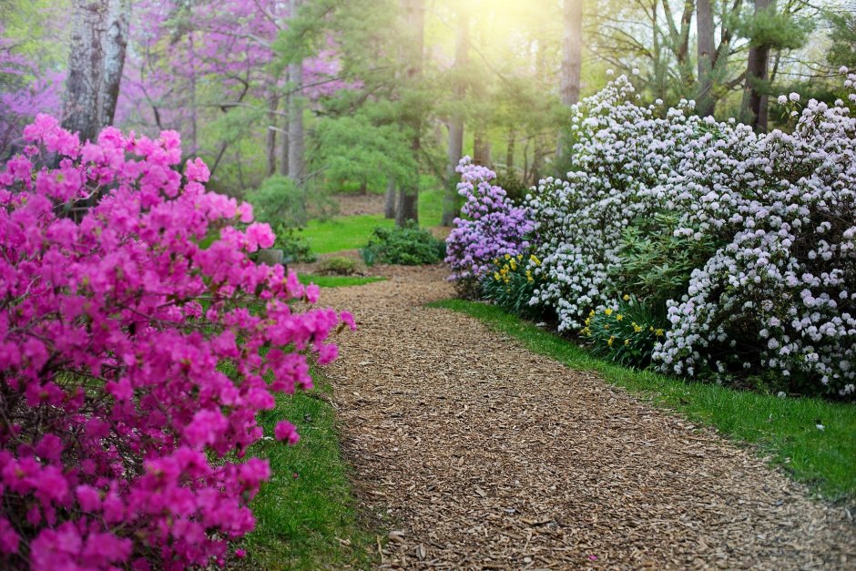 rododendron przy wodzie