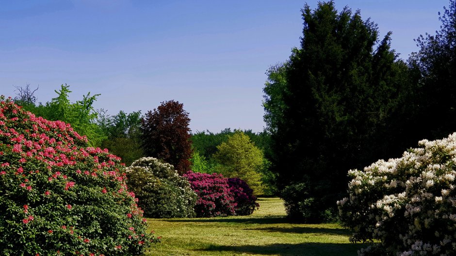 rododendron w ogrodzie