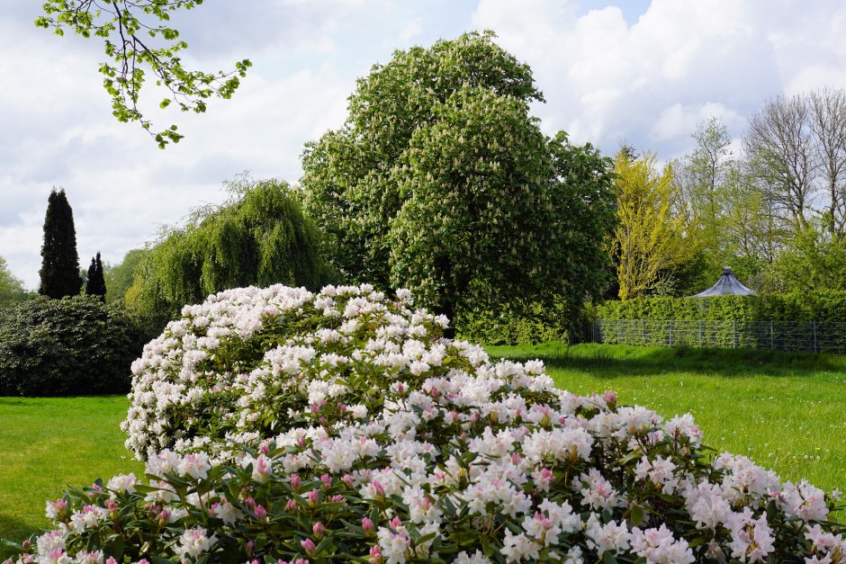 rododendron w parku