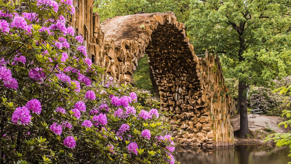 rododendron nad wodą