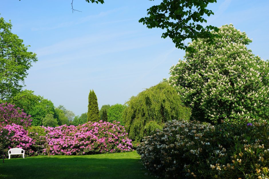 rododendron w parku