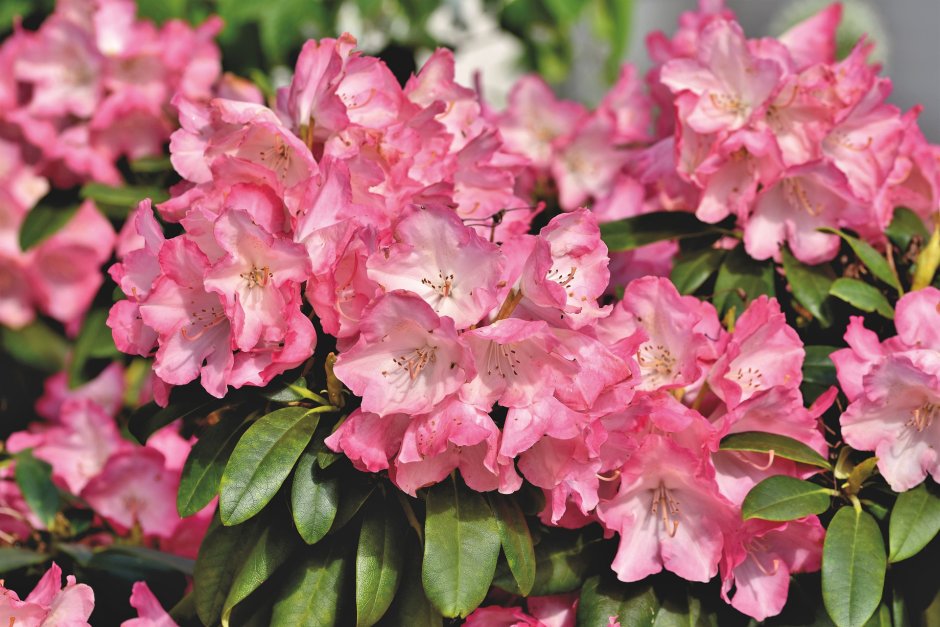 różowy rododendron