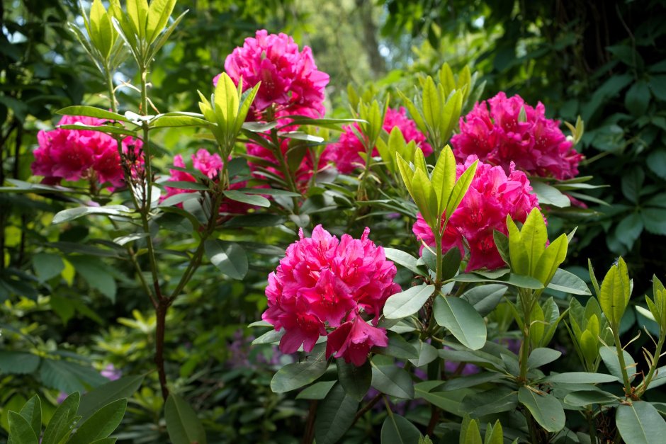różowy rododendron