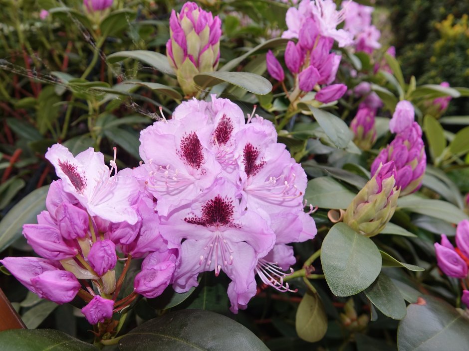 różowy rododendron