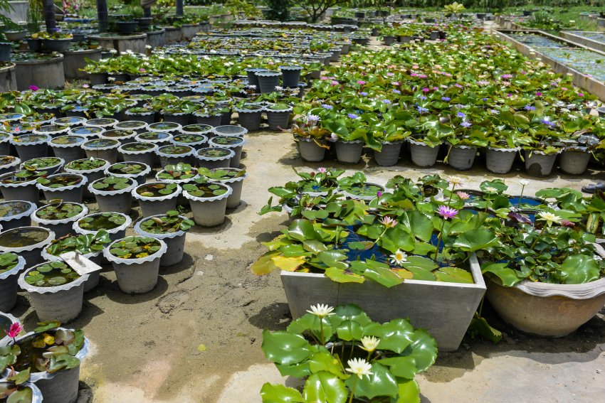 rośliny do oczka wodnego