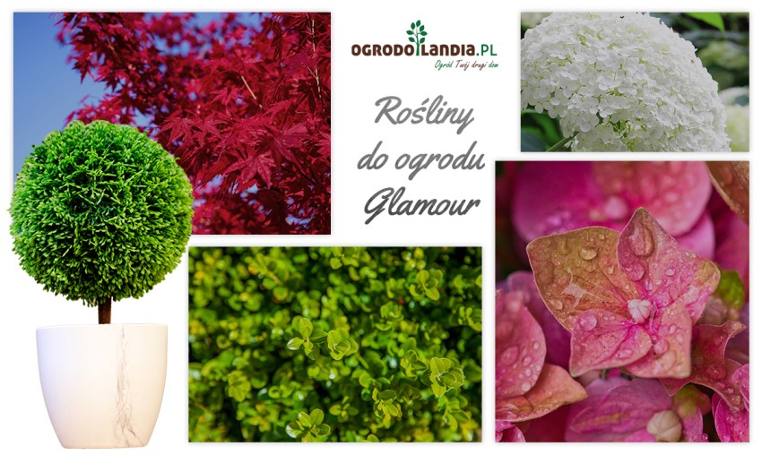 rośliny glamour