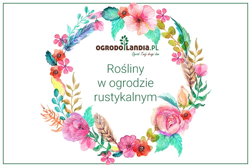 rośliny w ogrodzie rustykalnym