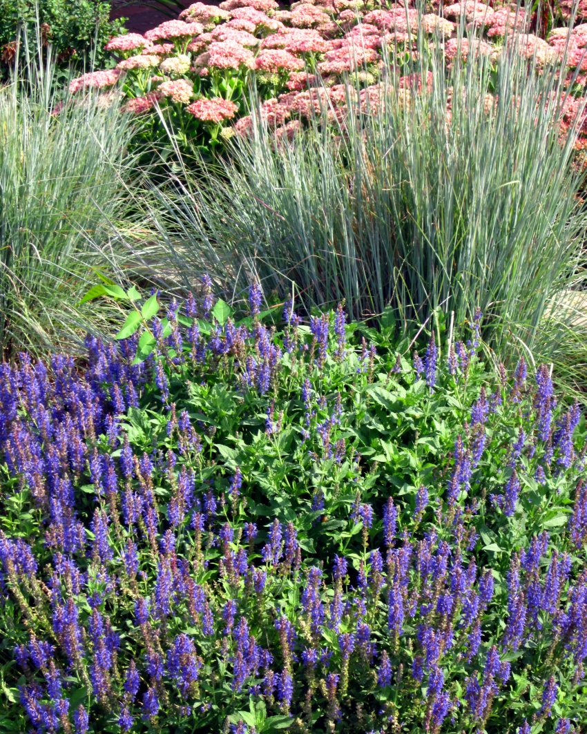 rzochodniki, szałwie i trawy ozdobne