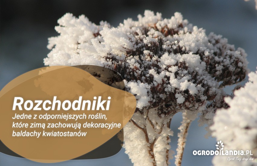 rozchodniki