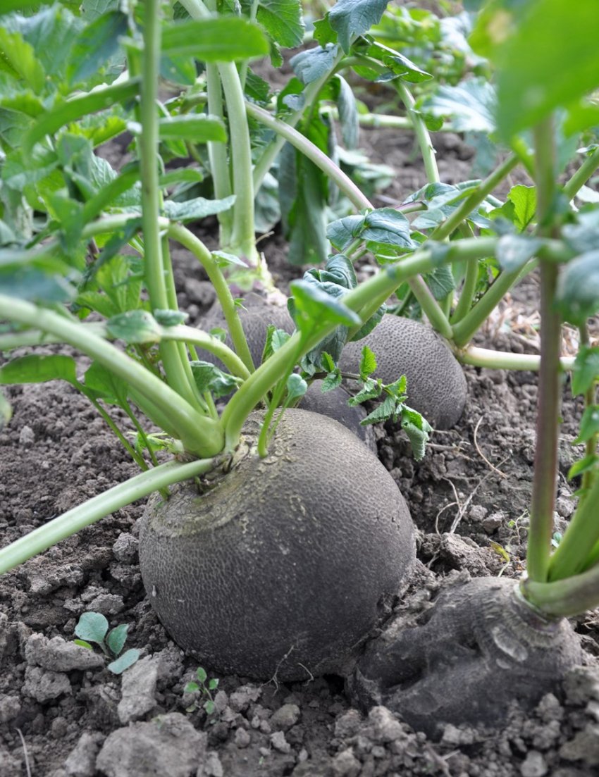 rzodkiew oleista na grządce