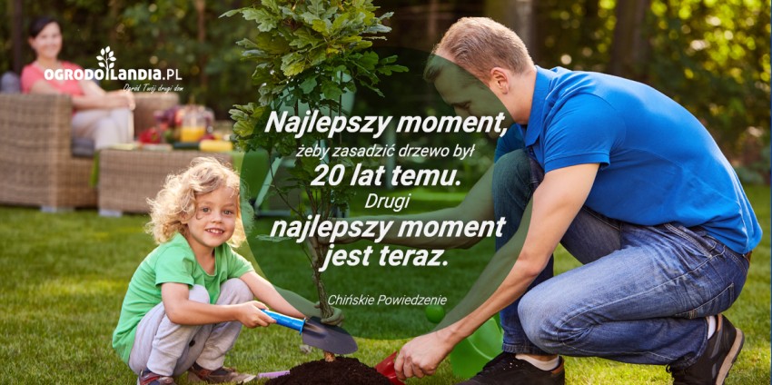 trawy ozdobne przy drzewie