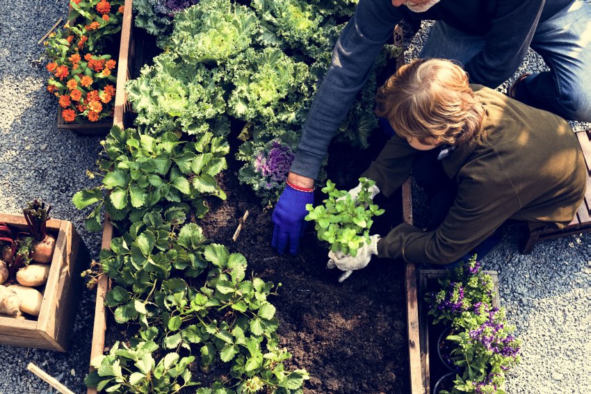 sadzenie warzyw na podwyższonej grządce