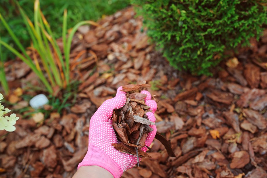 zaśnieżony ogród i rośliny przykryte śniegiem
