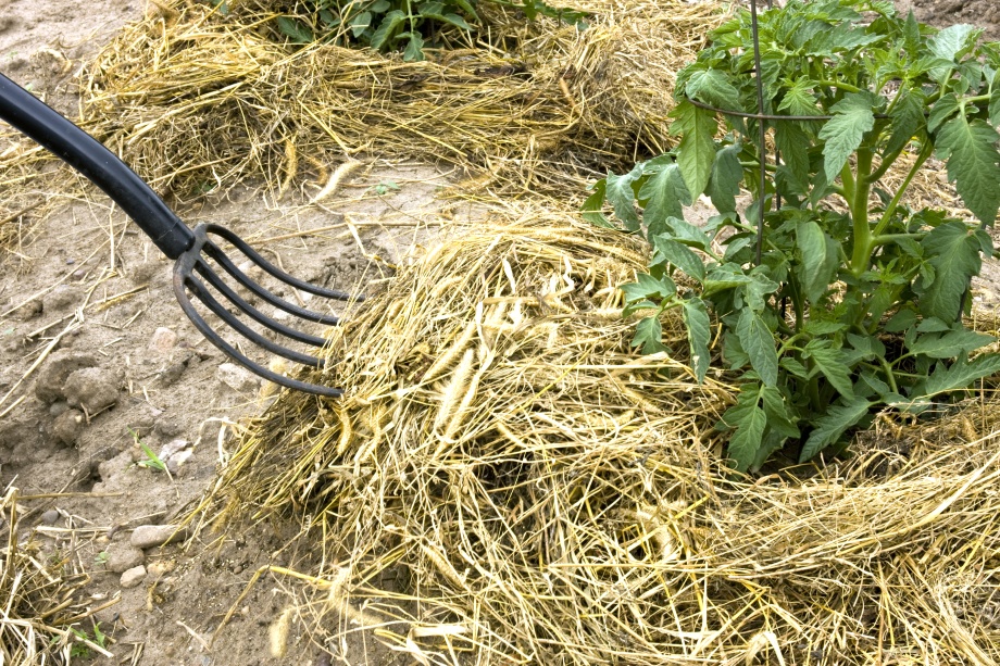 plewienie haczką