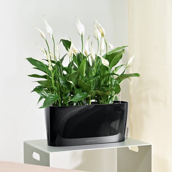 magiczny skrzydłokwiat