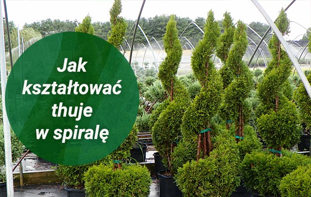 jak kształtować thuje w spiralę