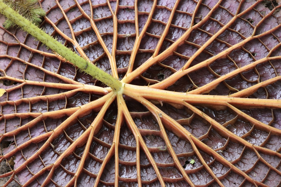 wiktoria królewska przy pomoście