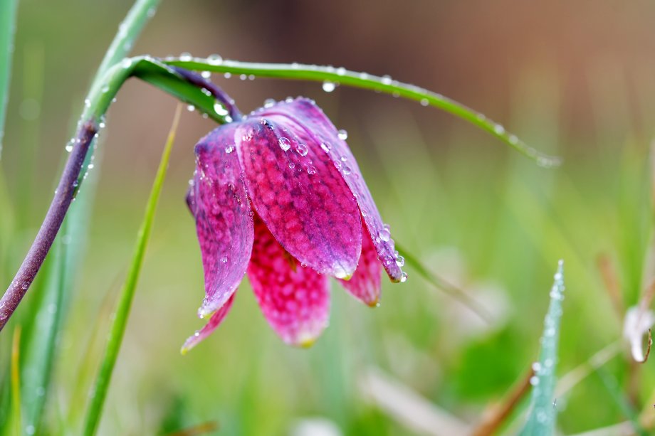 szachownica kostkowata