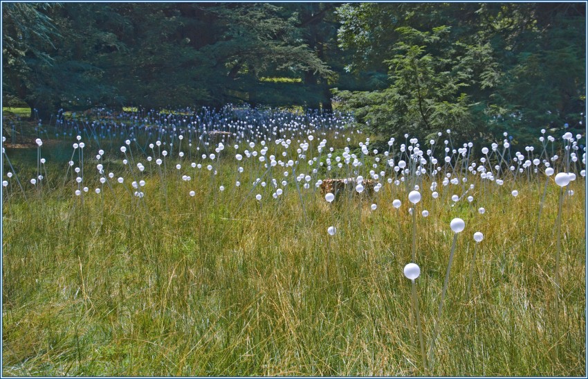 szklane kule jak dmuchawce