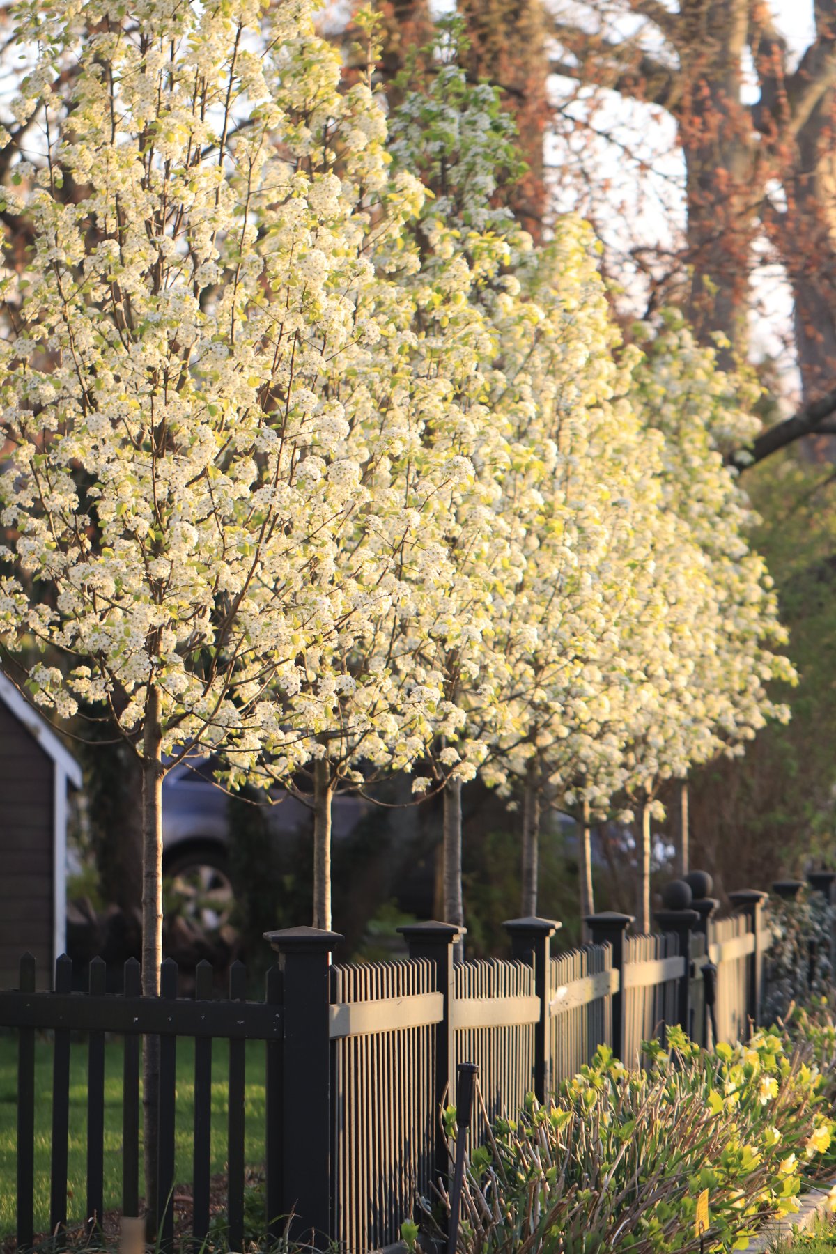 żywopłot z bukszpanu