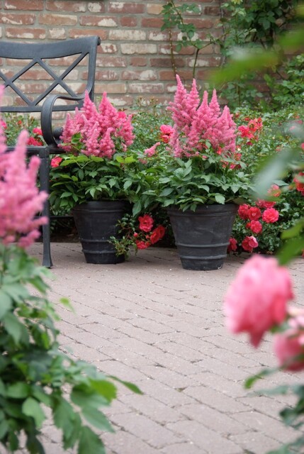 różowe tawułki w donicach