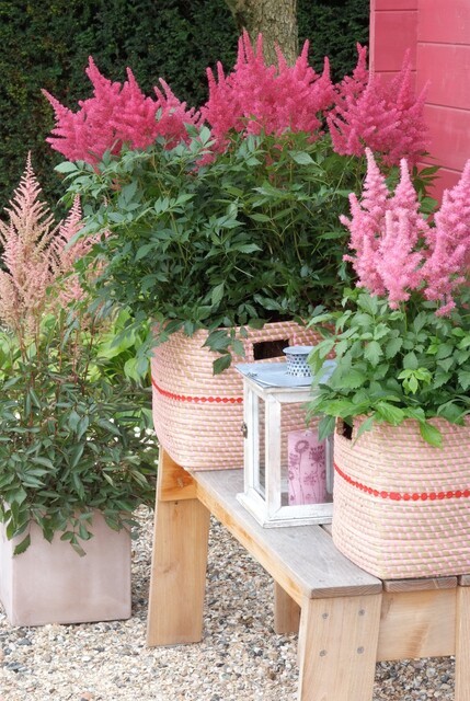 różowe tawułki w donicach