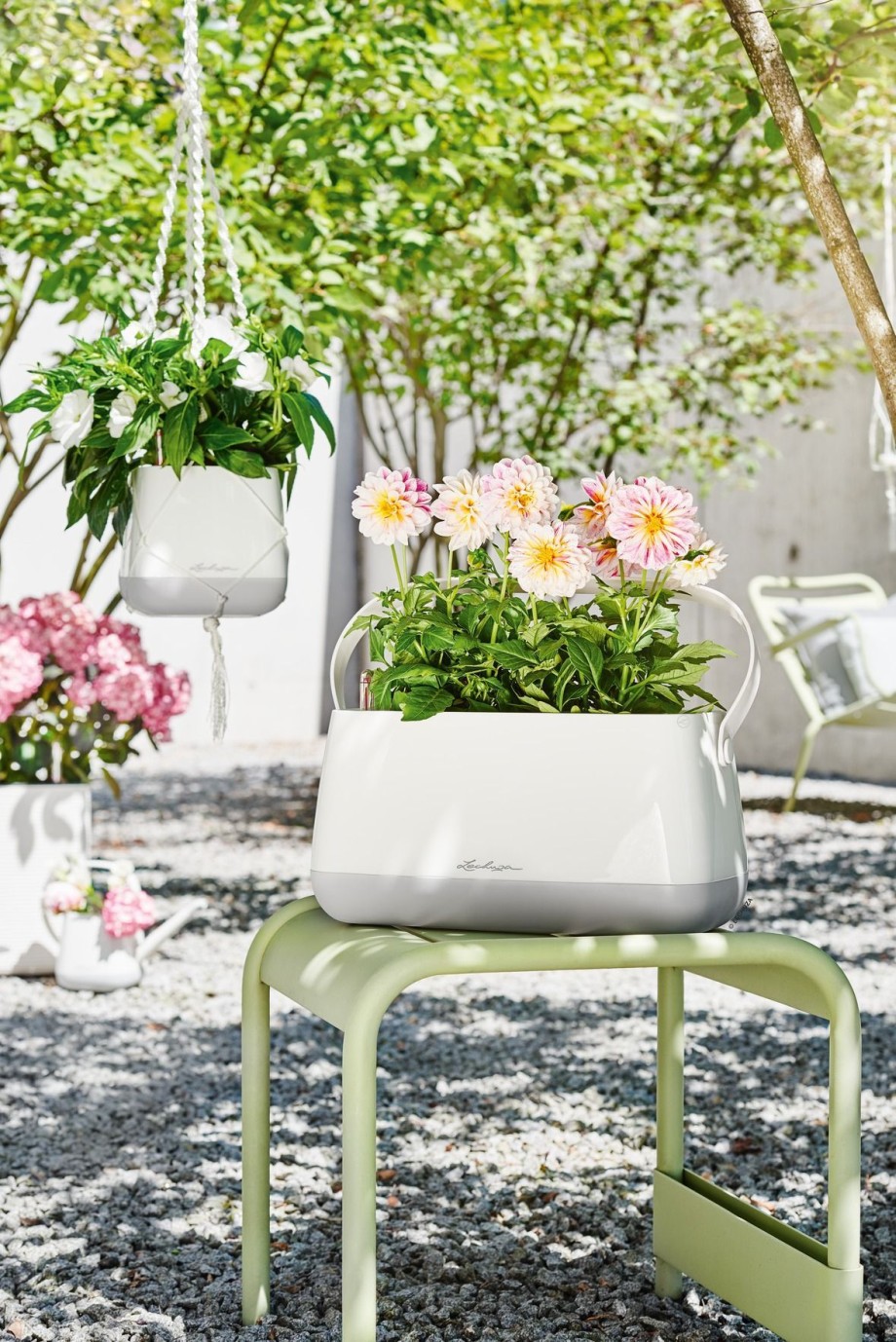 doniczka na balkonie