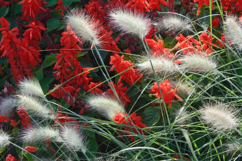 trawa ozdobna i szałwia