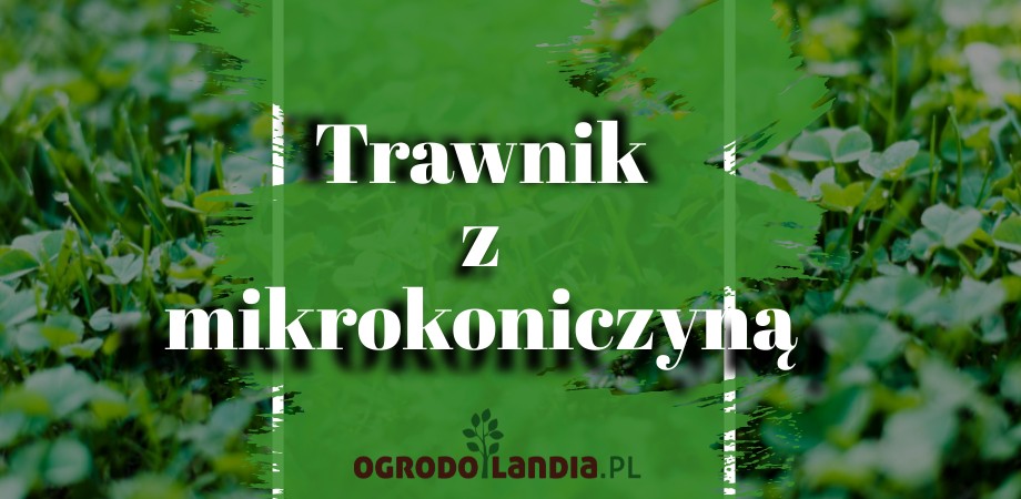 trawnik z mikrokoniczyną