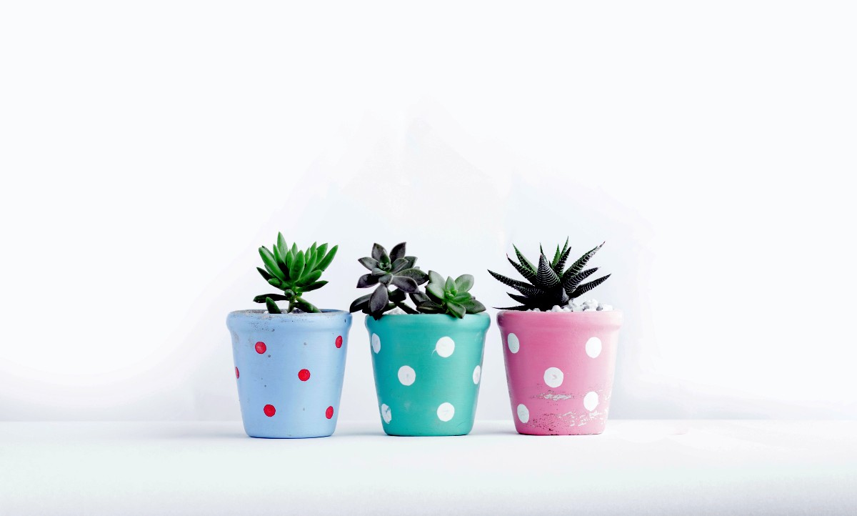 Trzy kolorowe doniczki w kropki z sukulentami na białym tle, od lewej do prawej: jasnoniebieski, szary i różowy na zdjęciu nieodpłatnym.