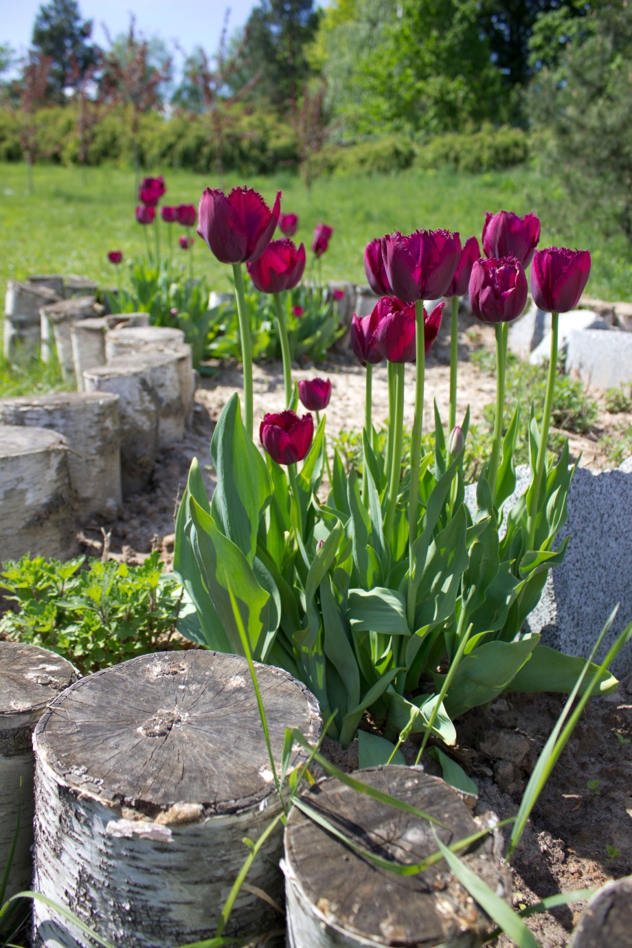 tulipany w kolorze viva magenta