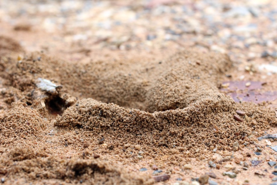 korytarz wydrążony przez turkucia