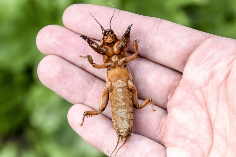 turkuć leżący na dłoni