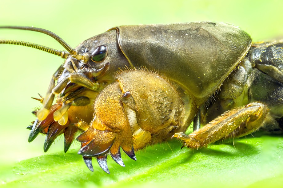 turkuć podjadek z boku