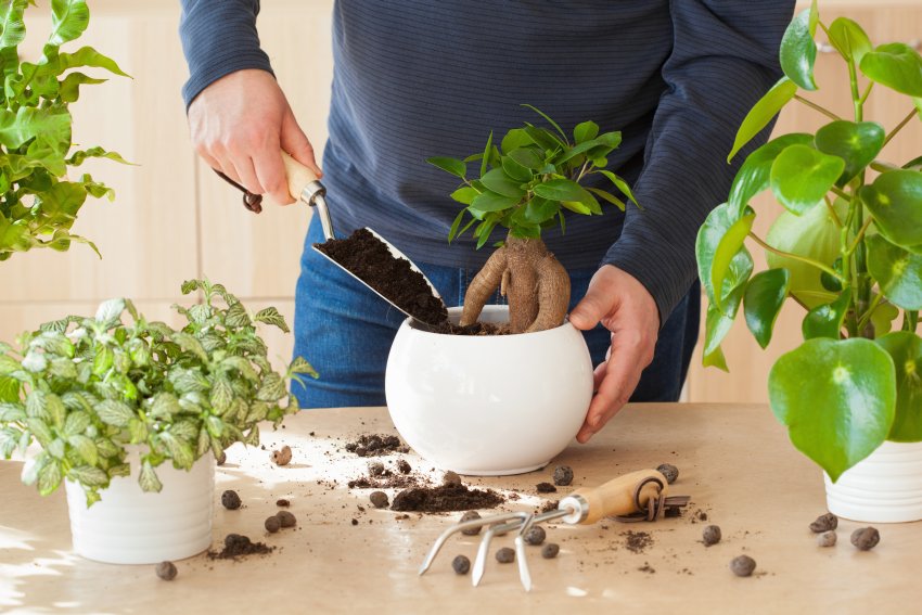 umieszczenie rośliny w donicy