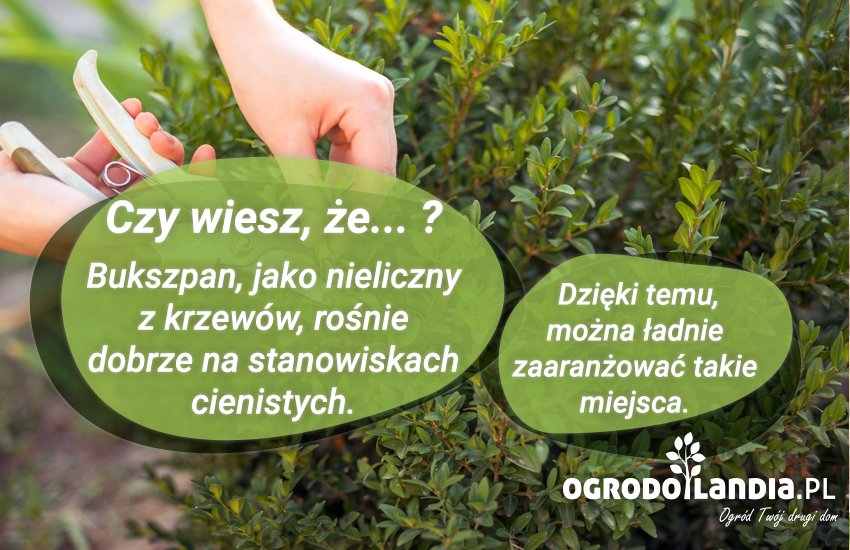 bukszpan dobrze rośnie w cieniu