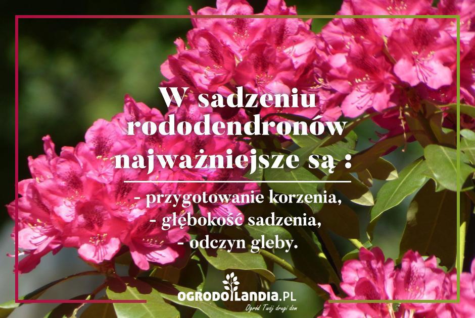 podłoże pod rododendron