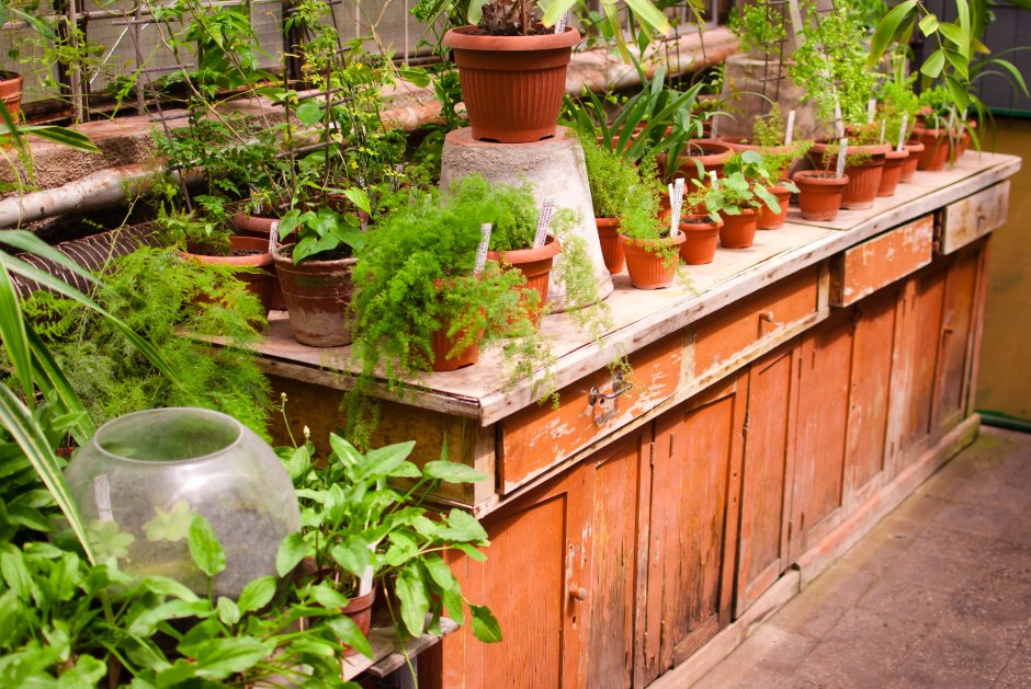 stara apteczka z szafkami w ogrodzie