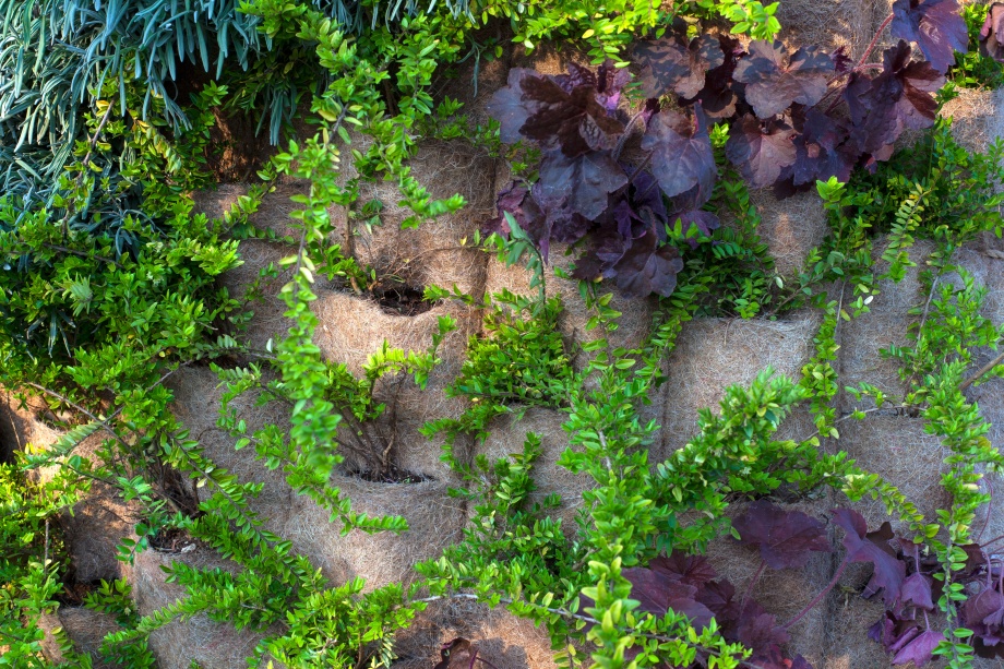 pionowy ogród na konstrukcji