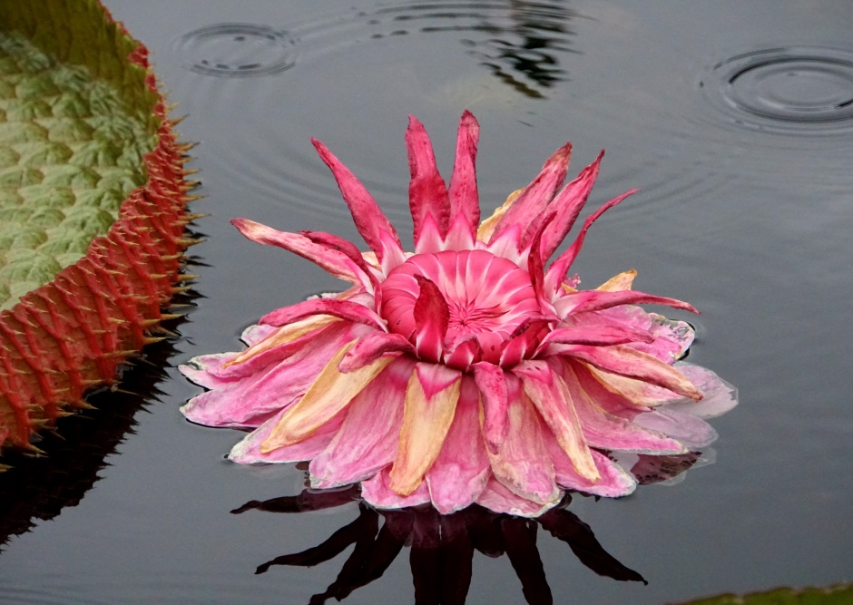 kwiat wiktorii królewskiej