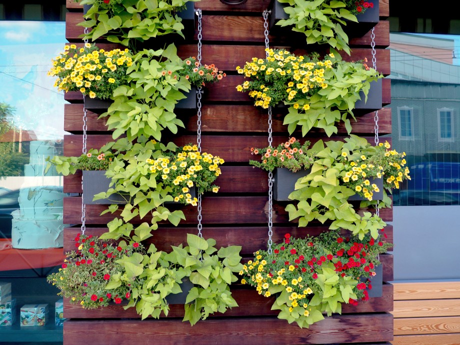 wilec w wiszących donicach