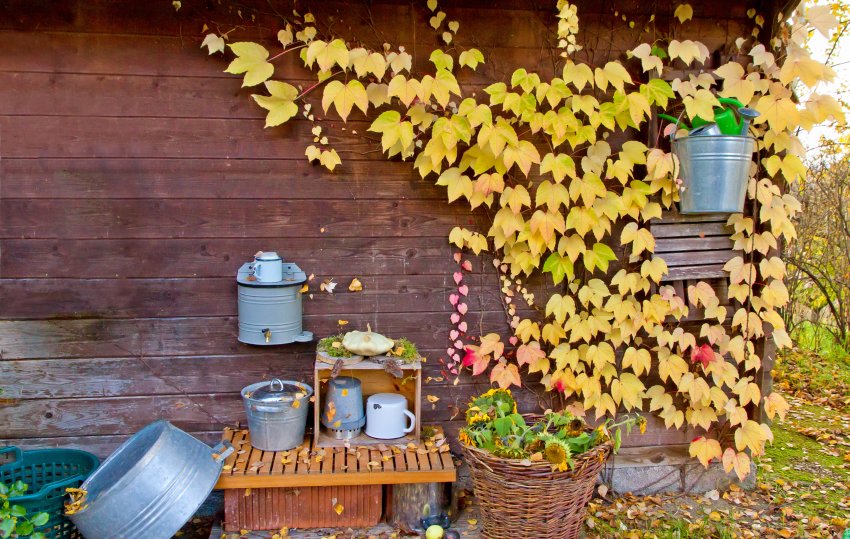 winobluszcz trójlistkowy