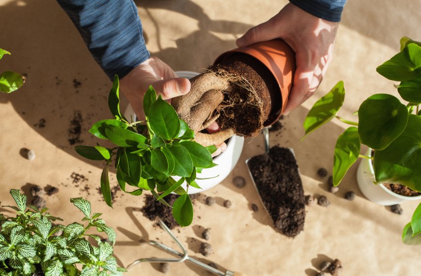 wyciganie kwiata z donicy