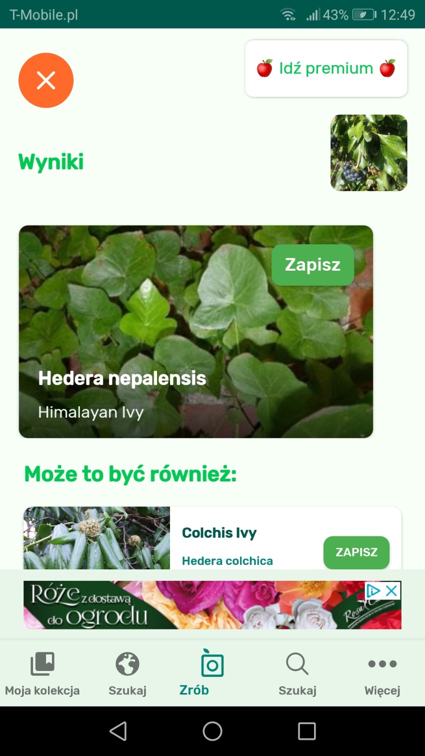 wyniki bluszcz