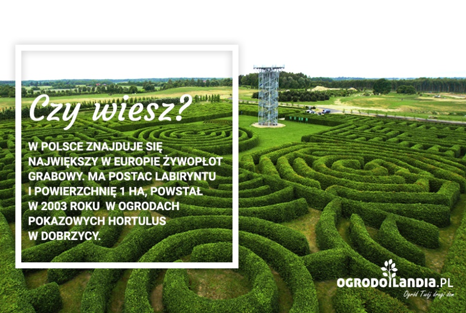 żywopłot z grabu w kształcie trapezu