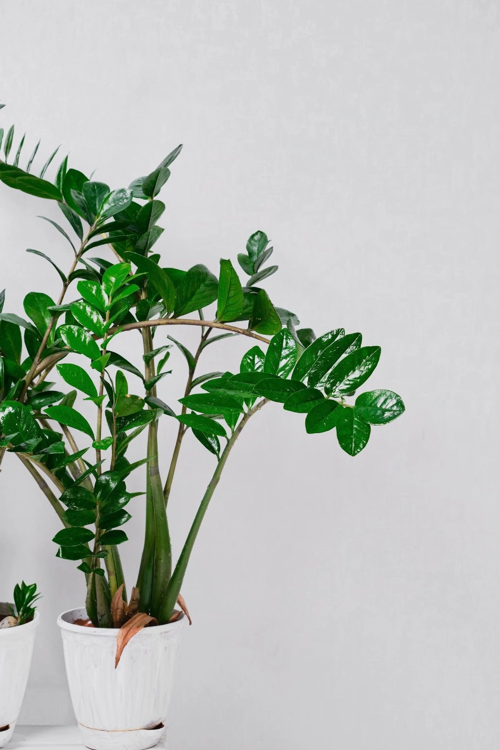 Dwie bujnie zielone rośliny Zamioculcas zamiifolia w białych doniczkach na jednolitym białym tle. Lśniące, owalne liście tych piękności są umieszczone obok siebie.