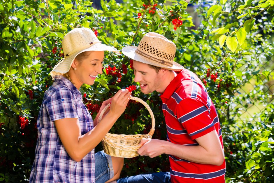 kobieta zrywa gruszkę z drzewa