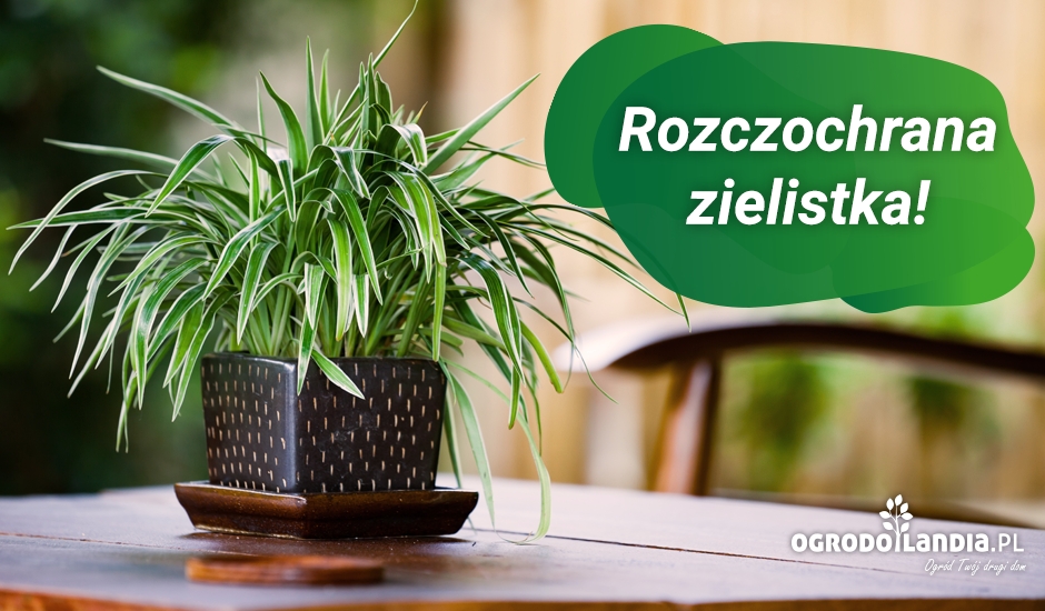 skrzydłokwiat w donicy cube z lechuzy