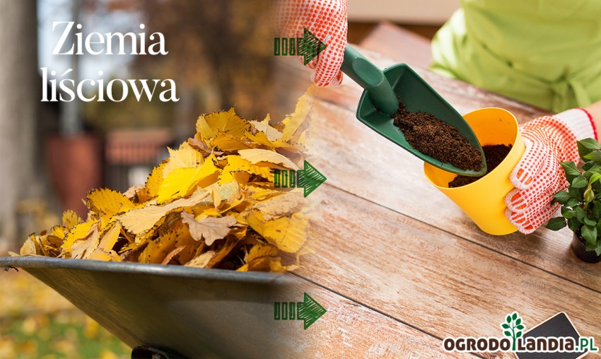 ziemia liściowa z liści