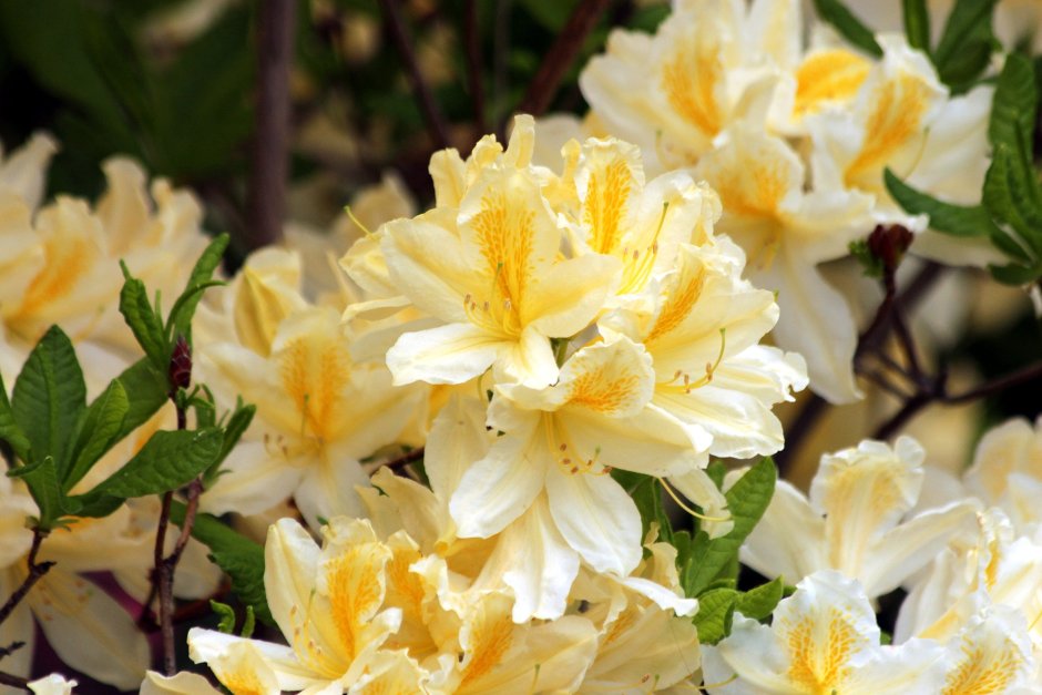 rhododendron to